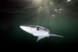 A blue shark photographed in 3 to 4m viz in Cape Town's r... by Allen Walker 